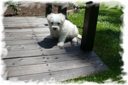 Private breeder offers Maltipoo,  Yorkiepoo,  Shipoo pups