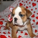 Pretty Male And Female English Bulldog Puppies For Free Adoption