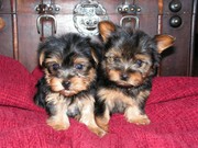 Healthy tea cup yorkie puppies for adoption ( carolina_kiki@yahoo.com 