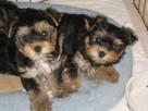  Tea Cup Yorkies for Adoption