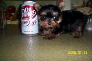 adorable tina yorkie  for sale 