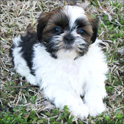 Best Shih Tzu Puppy