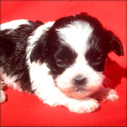 Friendly Shih Tzu For Adoption