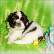 Sweet! And Loving Shih Tzu For Good Home