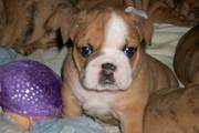 ADORABLE AKC English Bulldog Puppies