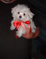 chunky maltese puppies ready