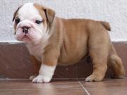 English Bull Dogs Puppies For Adoption