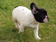 French bulldog puppies