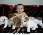 Champion Sired English Bulldog puppies availa