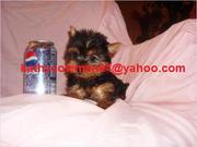 We Have Two Male And Female Teacup Yorkie Puppies For Adoption