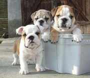 charming bulldog puppies for free