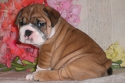 Male and female English Bulldog puppies available