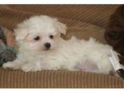 Adorable Maltese puppies ready for adoption