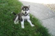 cute alaskan malamute puppies for sale.