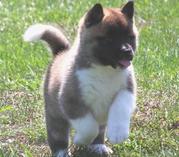 wonderful akita puppies for sale.