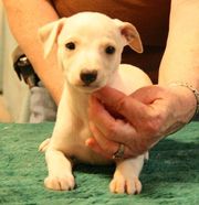 nice looking white whippet puppies now available for sale.