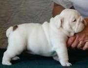 English Bulldog Puppies