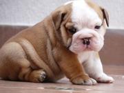 Adorable English Bulldog Puppies