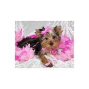 teacup yorkie