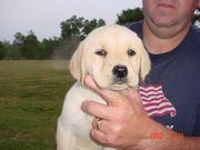 Adorable labrador retriever puppy for sale