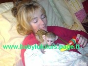 Lovely Baby Capuchin Monkeys For Adoption