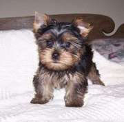 TEA CUP YORKIE PUPPIES FOR FREE ADOPTION.(nina_pride@yahoo.com)