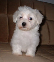 Adorable maltese puppies for free adoption