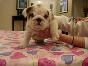 English Bulldog Puppies For Sale