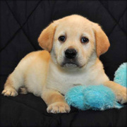 Charming Labrador retriever puppies for re homing