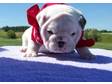 adorable English bulldog