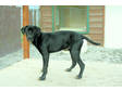 Adopt Billy Bob a Black Labrador Retriever