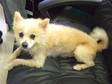 Adopt Shiloh a Pomeranian