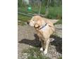 Adopt Sandy a Golden Retriever