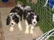 Cockapoo Puppies