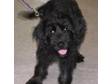 Adopt Angus a Labrador Retriever,  Irish Setter