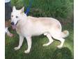 Adopt Harringon a German Shepherd Dog