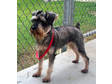 Adopt Bonnie a Schnauzer