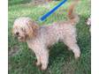 Adopt Buttercup a Pekingese, Poodle