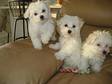 Akc Maltese Puppies.