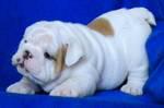 AKC English Bulldog Puppies Available.