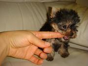 Tenderly raised teacup yorkie puppies for free adoption