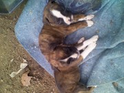 Boxer akc puppies