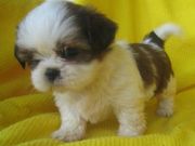 Teacup+shih+tzu+puppies+for+sale+in+mn