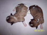 Beautiful Small Puppies For Sale