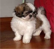 Shih+tzu+puppies+for+adoption+in+new+jersey