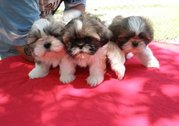 Shih+tzu+puppies+for+sale+in+illinois