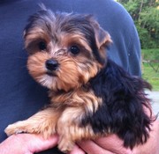 Absolutely Gorgeous Yorkshire Terriers Puppies & Adults Available!
