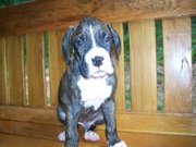 Boxer Puppies  AKC registered Great bloodline