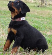 gorgeous  12 Weeks Rottweiler si to go