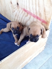 AKC Boxer Puppies for Sale 5 weeks Ols